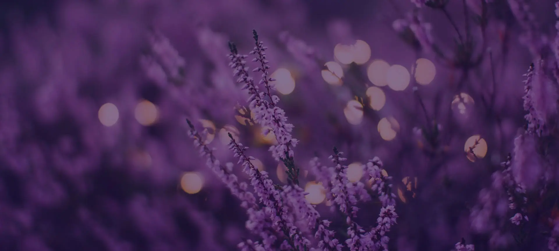 Premium Arabian perfume oils and incense products by Al Amal Fragrance